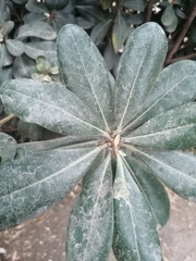 Pittosporum tobira