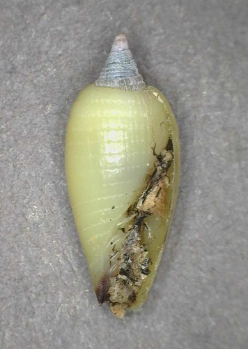 Imbricaria olivaeformis, 2014-07-20