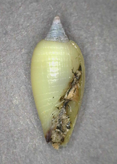 Imbricaria
