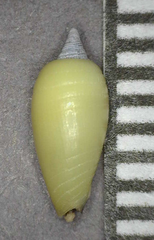 Imbricaria