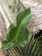 Zantedeschia aethiopica