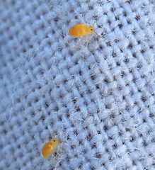 Deuterosminthurus pallipes