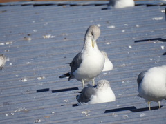 Larus californicus