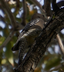 Melanerpes uropygialis