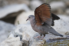 Common Ground-Dove photo 5