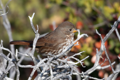 Passerella iliaca annectens