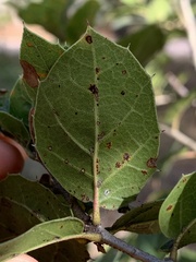 Tetraleurodes perileuca