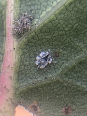 Tetraleurodes perileuca