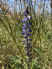 Lupinus multiflorus
