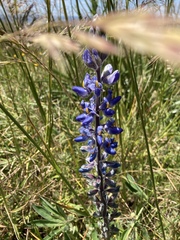 Lupinus multiflorus
