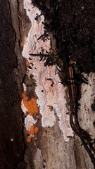 Corticium roseum