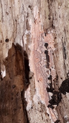Corticium roseum