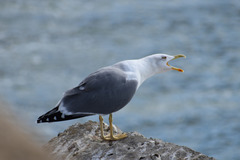 Larus fuscus