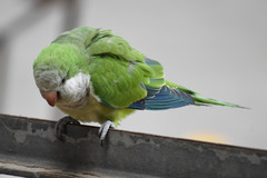 Myiopsitta monachus