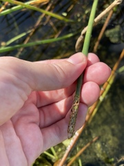 Eleocharis cellulosa