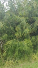 Casuarina cunninghamiana