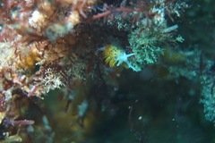 Apata pricei