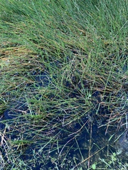 Eleocharis cellulosa