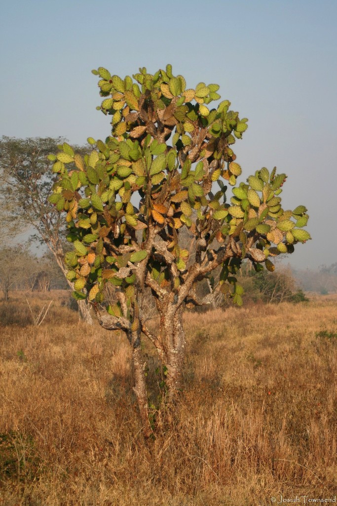 Opuntia hondurensis