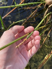 Eleocharis cellulosa