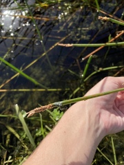 Eleocharis cellulosa