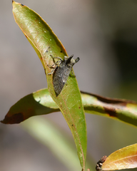 Microcentrus perditus