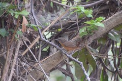 Cantorchilus guarayanus