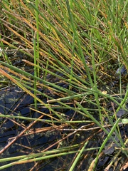 Eleocharis cellulosa