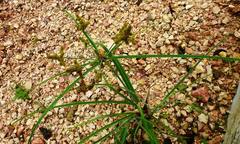 Cyperus ligularis