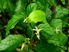 Solanum volubile