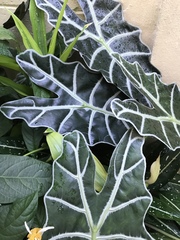 Alocasia amazonica