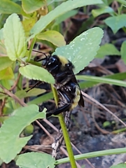 Bombus pensylvanicus image
