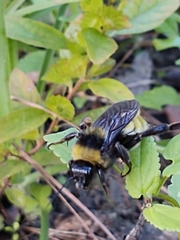 Bombus pensylvanicus image