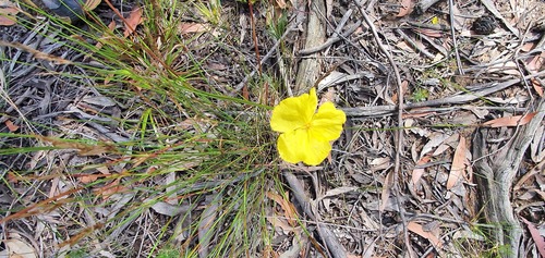 Xyris bracteata observed 2020-11-21