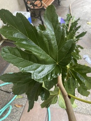 Magnoliopsida