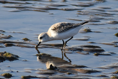 Calidris alba