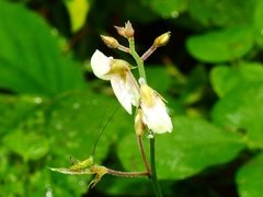 Desmodium affine
