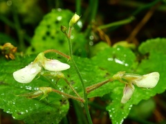 Desmodium affine