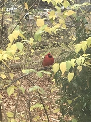 Cardinalis cardinalis