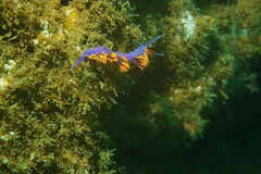 Flabellina iodinea image