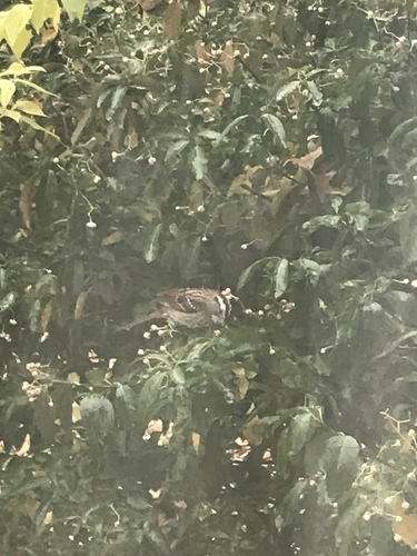 White-throated Sparrow photographed in Kansas