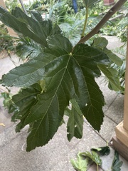 Magnoliopsida