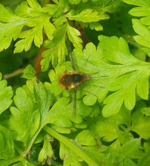 Bombylius major