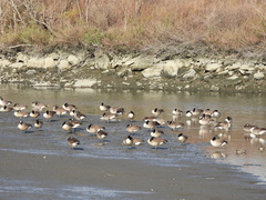 Branta canadensis