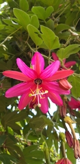 Passiflora × exoniensis