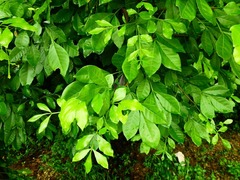 Trichilia havanensis