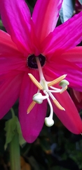 Passiflora × exoniensis