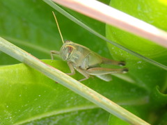 Schistocerca americana