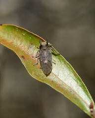 Microcentrus perditus