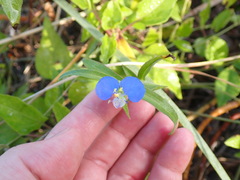 Commelina erecta image
